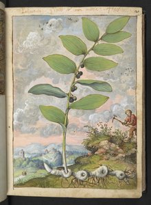 Polygonatum odoratum: Kasvi. Mies, jolla on poimi, Gherardo Cibon "Maalauksia Flora of the Roman States" -julkaisusta, Add MS 22333, f025r, n. 1564-84 (akvarelli & guassi paperille)