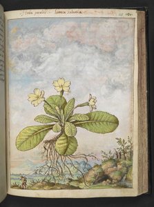 Primula vulgaris, Gherardo Cibon "Paintings of Flora of the Roman States", Add MS 22333, f128r, n. 1564-84 (akvarelli & guassi paperille) tekijältä Gherardo Cibo