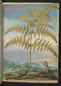 Pteridium aquilinum: Saniainen, Gherardo Cibon teoksesta "Paintings of Flora of the Roman States", Lisää MS 22333, f020r, n. 1564-84 (akvarelli ja guassi paperille) tekijältä Gherardo Cibo