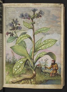 Pulmonaria officinalis, Gherardo Cibon teoksesta "Paintings of Flora of the Roman States", Lisää MS 22333, f028r, n. 1564-84 (akvarelli ja guassi paperille) tekijältä Gherardo Cibo