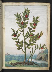 Ruscus aculeatus: punaisia marjoja kantava kasvi, Gherardo Cibon teoksesta Paintings of Flora of the Roman States, Add MS 22333, f023r, c.1564-84 (akvarelli & guassi paperille)