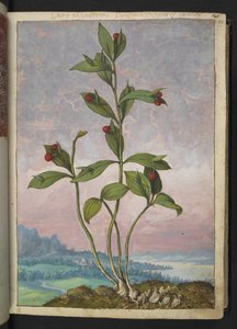 Ruscus hypoglossum: punaisia marjoja kantava kasvi, Gherardo Cibon teoksesta Paintings of Flora of the Roman States, Add MS 22333, f024r, c.1564-84 (akvarelli & guassi paperille)