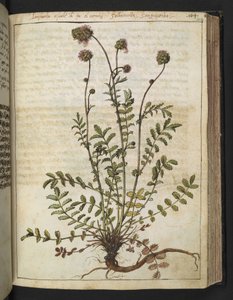 Sanguisorba minor, Gherardo Cibon "Paintings of Flora of the Roman States", Add MS 22333, f102r, n. 1564-84 (akvarelli ja guassi paperille) tekijältä Gherardo Cibo