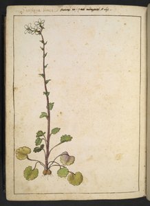 Saxifraga bianca, alppikukka valkoisilla terälehdillä, Gherardo Cibon teoksesta "Paintings of Flora of the Roman States", Add MS 22333, f180v, c.1564-84 (akvarelli & guassi paperille) tekijältä Gherardo Cibo