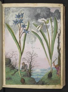 Scilla bifolia ja Galanthus nivalis, Gherardo Cibon teoksesta "Paintings of Flora of the Roman States", Add MS 22333, f035r, n. 1564-84 (akvarelli ja guassi paperille)