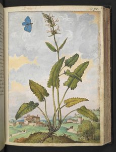 Stachys officinalis, Gherardo Cibon "Paintings of Flora of the Roman States", Lisää MS 22333, f093r, n. 1564-84 (akvarelli ja guassi paperille) tekijältä Gherardo Cibo
