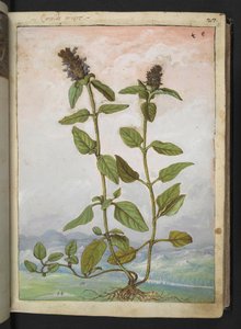 Symphytum bulbosum (Bulbous Comfrey), Gherardo Cibon teoksesta "Paintings of Flora of the Roman States", Lisää MS 22333, f031r, n. 1564-84 (akvarelli ja guassi paperille) tekijältä Gherardo Cibo