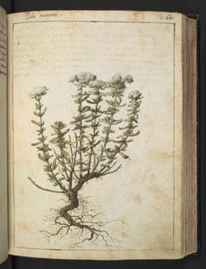 Teucrium montanum, Gherardo Cibon teoksesta "Paintings of Flora of the Roman States", Add MS 22333, f068r, n. 1564-84 (akvarelli ja guassi paperille) tekijältä Gherardo Cibo