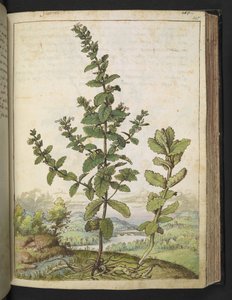Teucrium scordium, Gherardo Cibon teoksesta "Paintings of Flora of the Roman States", Add MS 22333, f105r, n. 1564-84 (akvarelli ja guassi paperille) tekijältä Gherardo Cibo