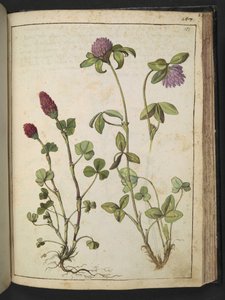 Trifolium incarnatum & Trifolium pratens, Gherardo Cibon teoksesta "Paintings of Flora of the Roman States", Lisää MS 22333, f151r, n. 1564-84 (akvarelli ja guassi paperille) tekijältä Gherardo Cibo