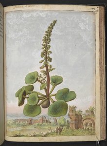Umbilicus rupestris (Navelwort): Syötävä kukkiva kasvi, Gherardo Cibon teoksesta Paintings of Flora of the Roman States, Add MS 22333, f162r, n. 1564-84 (akvarelli ja guassi paperille)