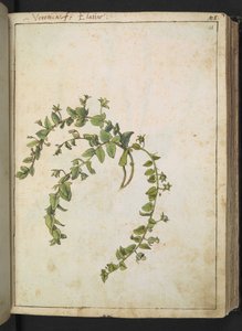 Veronica, Gherardo Cibon "Paintings of Flora of the Roman States", Lisää MS 22333, f048r, n. 1564-84 (akvarelli ja guassi paperille) tekijältä Gherardo Cibo