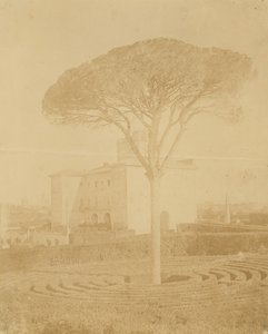 [Puu virallisessa puutarhassa Palazzon ulkopuolella], 1860-70-luku.