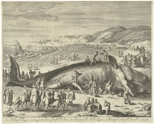 Rannalla oleva valas Berckheyssä, 1598 70 jalkaa pitkä valas, jumissa Hollannin meren rannikolla, Schevelingenin ja Katwykin välissä, Sprokkelmaandtissa, 1598 (otsikko esineessä) tekijältä Gilliam van der Gouwen