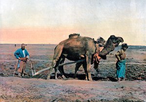 Maataloustyöläiset kyntämässä kamelin kanssa, Kaukasus, n. 1890.