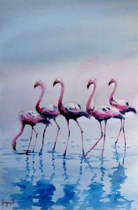 Vaaleanpunaiset flamingot kahlaamassa tekijältä Giorgio Gosti