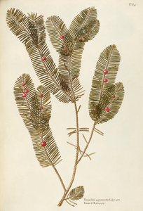 Euroopan marjakuusi (Taxus baccata), Giovanni Antonio Bottionen Taxaceae, akvarelli tekijältä Giovanni Antonio Bottione