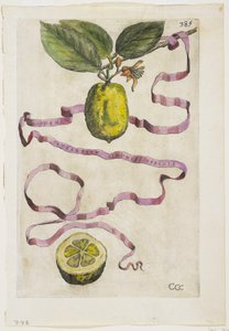 Idem Aurantium Limonis Effigle, Hesperides, 1646 tekijältä Giovanni Battista Ferrari