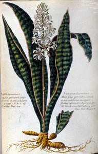 Aloe. Lääkekasvit. Kaiverrus - "Käytännön kasvitieteellinen historia, tai kasvien nimikkeistö, kuvaus ja hyveet, jotka kuuluvat lääketieteen käyttöön..." tekijältä Giovanni Battista Morandi