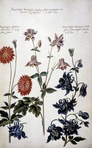 Kasvitieteellinen taulu: kolmenlaisia ​​ankoleita (Aquilegia) - Giovanni Battista Morandin (? - 1761) teoksessa "Käytännön kasvitieteellinen historia tai median, nimikkeistön, kuvauksen ja hyveiden käytön kannalta merkityksellisiä kasveja..." tekijältä Giovanni Battista Morandi