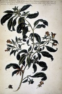 Kasvitieteellinen kartta: Belladona (Belladona Majoribus Folys) - Giovanni Battista Morandin (? - 1761) teoksessa "Käytännön kasvitieteellinen historia tai median, nimikkeistön, kuvauksen ja hyveiden käyttöön liittyvät kasvit..." tekijältä Giovanni Battista Morandi