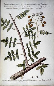 Opobalsamum (oksa, jossa seve) - Giovanni Battista Morandin (? - 1761) teoksessa "" Käytännön kasvitieteellinen historia tai median, nimikkeistön, kuvauksen ja hyveiden käyttöön liittyvät kasvit..." tekijältä Giovanni Battista Morandi