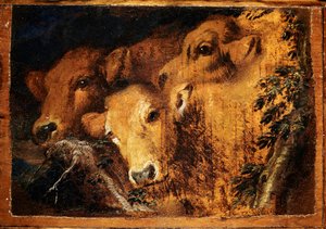 Kolme päätä Etude vasikanlihaa. Giovanni Benedetto Castiglionen maalaus dit il Grechetto (1610-1665) su. 24x35 cm Genes, Musei di Strada Nuova tekijältä Giovanni Benedetto Castiglione