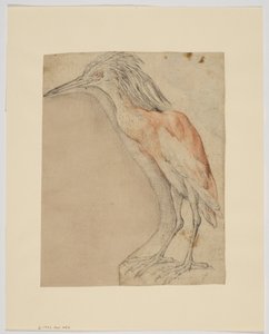 Heron, recto (liitu paperille) tekijältä Giovanni da Udine (after)
