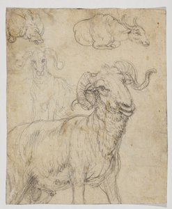Ram ja puhveli, verso (liitu- ja vesiväripiirustus) tekijältä Giovanni da Udine (after)