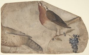 Linnut syövät viinirypäleet recto, Tigress verso, 1487-1564.