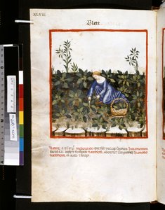 Ububchasym de Baldachin Theatrum sanitatis: "Blete", 1300-luvun ensimmäinen vuosikymmen (pienoiskuva). tekijältä Giovannino de