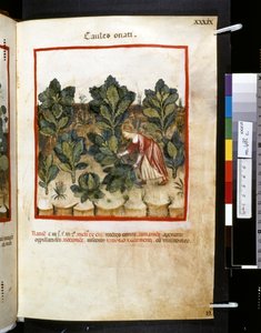 Ububchasym de Baldachin Theatrum sanitatis: "Caules Onati", 1300-luvun ensimmäinen vuosikymmen (pienoiskuva). tekijältä Giovannino de