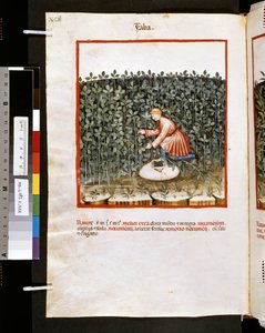 Ububchasym de Baldachin Theatrum sanitatis: "Faba", 1300-luvun ensimmäinen vuosikymmen (pienoiskuva).