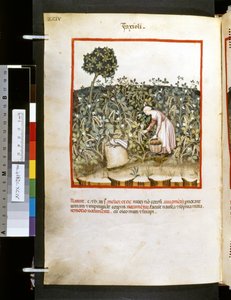 Ububchasym de Baldachin Theatrum sanitatis: "Faxioli", 1300-luvun ensimmäinen vuosikymmen (pienoiskuva).