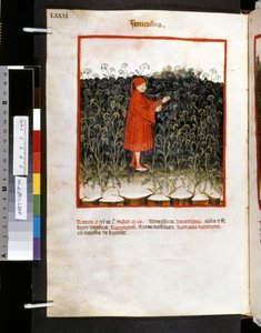 Ububchasym de Baldachin Theatrum sanitatis: "Feniculus", 1300-luvun ensimmäinen vuosikymmen (pienoiskuva). tekijältä Giovannino de