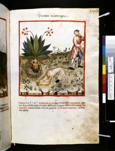 Ububchasym de Baldachin Theatrum sanitatis: "Fructus Mandragorae", 1300-luvun ensimmäinen vuosikymmen (pienoiskuva).