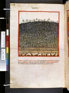 Ububchasym de Baldachin Theatrum sanitatis: "Lupini", 1300-luvun ensimmäinen vuosikymmen (pienoiskuva). tekijältä Giovannino de