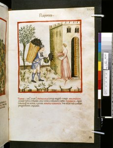 Ububchasym de Baldachin Theatrum sanitatis: "Napones", 1300-luvun ensimmäinen vuosikymmen (pienoiskuva). tekijältä Giovannino de