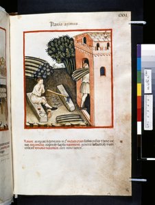 Ububchasym de Baldachin Theatrum sanitatis: "Panis Azimus", 1300-luvun ensimmäinen vuosikymmen (pienoiskuva).