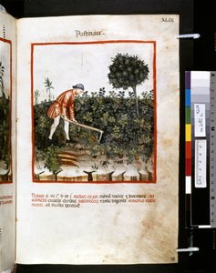 Ububchasym de Baldachin Theatrum sanitatis: "Pastinace", 1300-luvun ensimmäinen vuosikymmen (pienoiskuva).