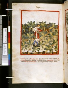 Ububchasym de Baldachin Theatrum sanitatis: "Raiskaus", 1300-luvun ensimmäinen vuosikymmen (pienoiskuva).