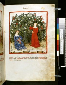 Ububchasym de Baldachin Theatrum sanitatis: "Roxe", 1300-luvun ensimmäinen vuosikymmen (pienoiskuva).