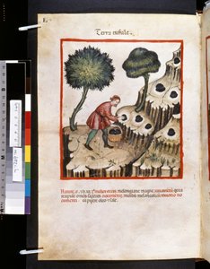 Ububchasym de Baldachin Theatrum sanitatis: "Terra Tufule", 1300-luvun ensimmäinen vuosikymmen (pienoiskuva). tekijältä Giovannino de