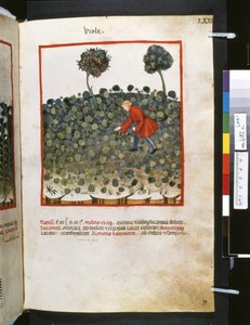 Ububchasym de Baldachin Theatrum sanitatis: "Viole", 1300-luvun ensimmäinen vuosikymmen (pienoiskuva). tekijältä Giovannino de