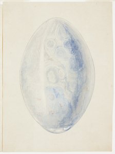 Yleiskatsaus Oval Shell Stone