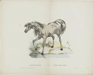 Étalon pur sang / Stallion full blood (otsikko esineessä) tekijältä Glenisson and Van Genechten