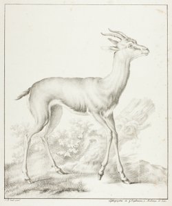 Antilooppi