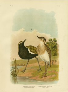 Australian Golden Plover tai Pacific Golden-Plover, 1891 tekijältä Gracius Broinowski
