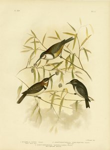 Black Honeyeater, 1891 tekijältä Gracius Broinowski