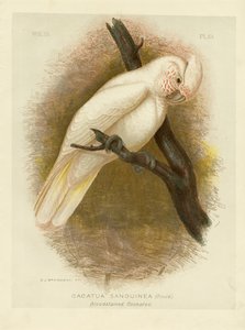 Veren tahrattu kakadu, 1891 tekijältä Gracius Broinowski